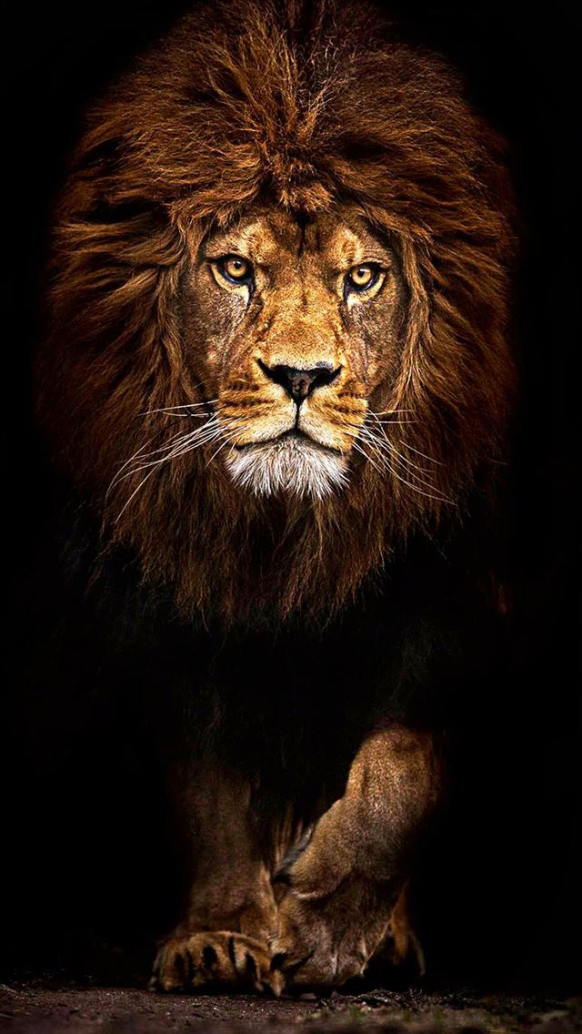 1284x2778 Zwierzęta - lion iPhone Wallpaper
