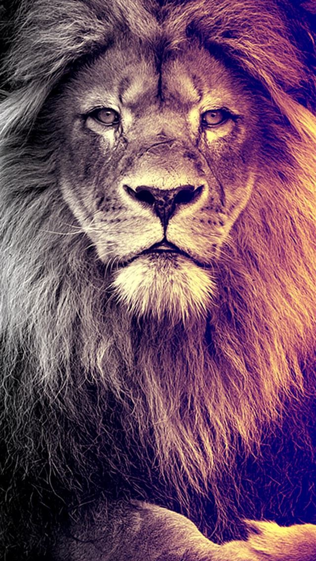 1284x2778 Dope Lion on Dog - lion iPhone Wallpaper