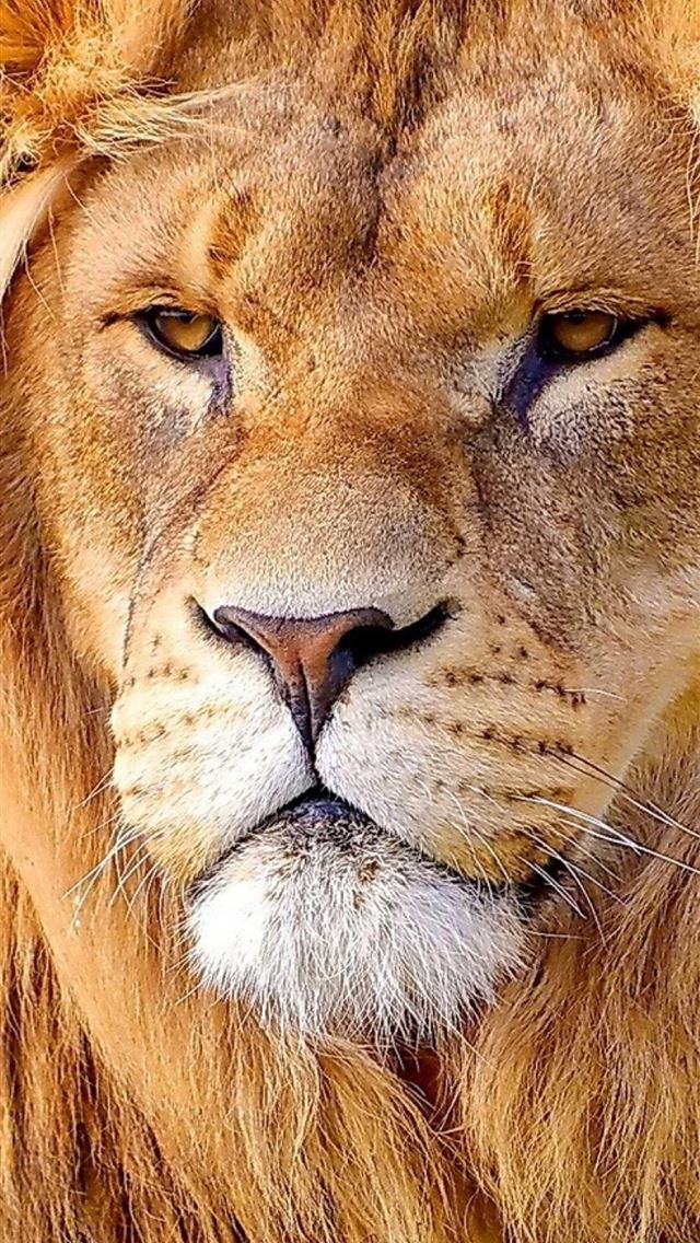1125x2436 Lion En - lion iPhone Wallpaper
