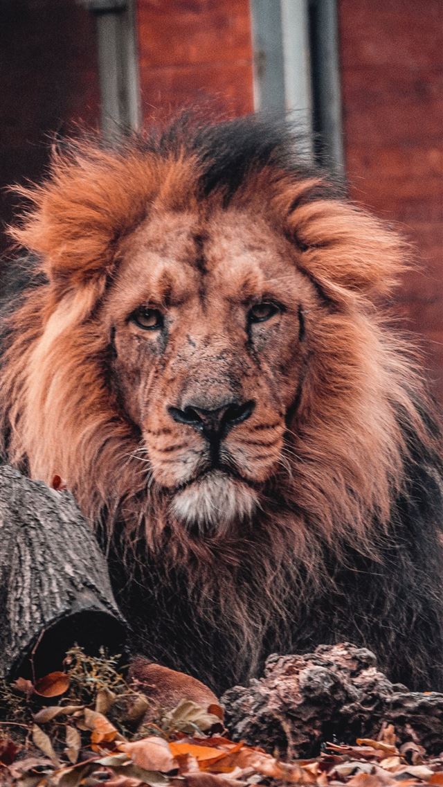1284x2778 Predator Lion Furry Animal Relaxed Lion Samsung S8... - lion iPhone Wallpaper