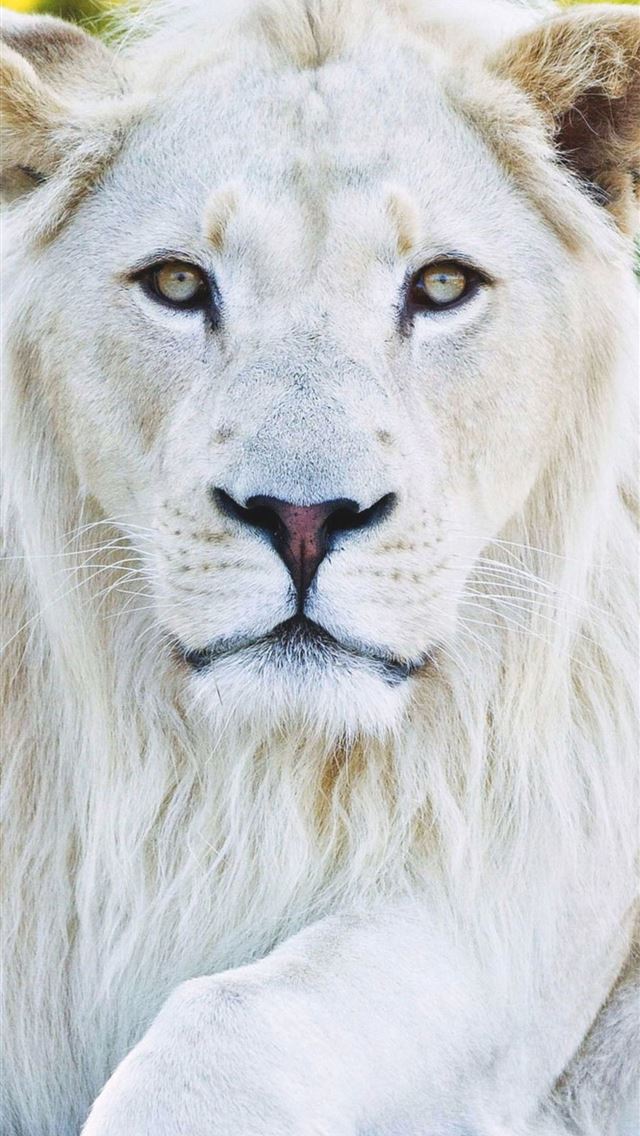 1284x2778 Animals White Lion  - lion iPhone Wallpaper