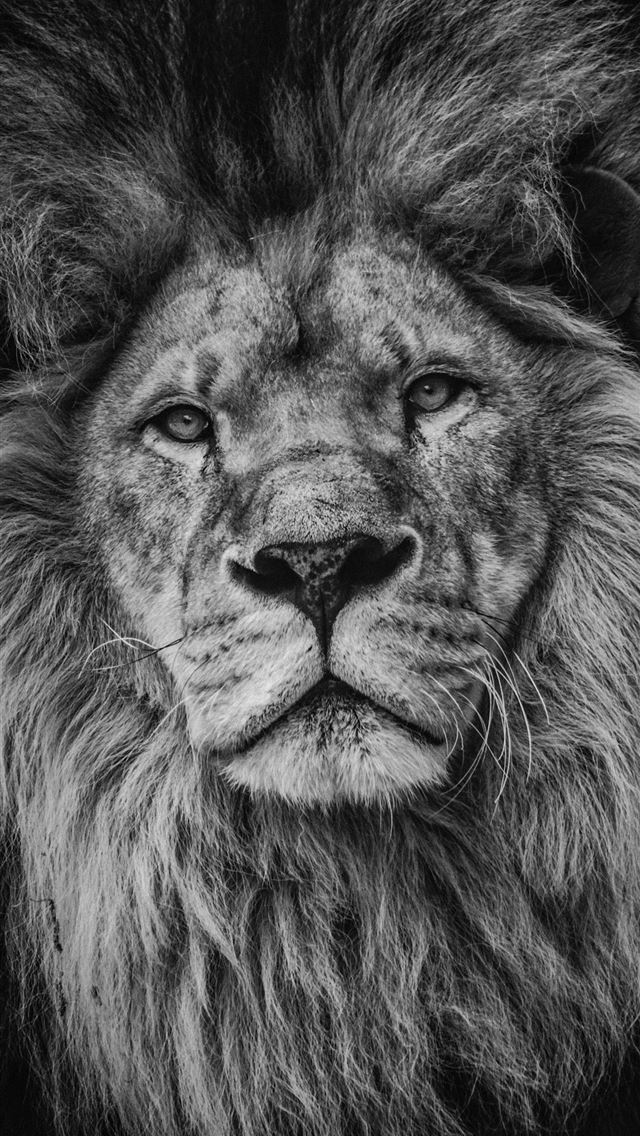 1284x2778 Lion Lock Screen -  iPhone Wallpaper