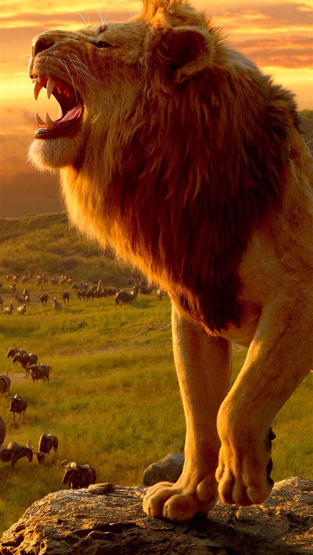 1284x2778 Lion Phone Top Free Lion Phone Backgrounds Access - lion iPhone Wallpaper