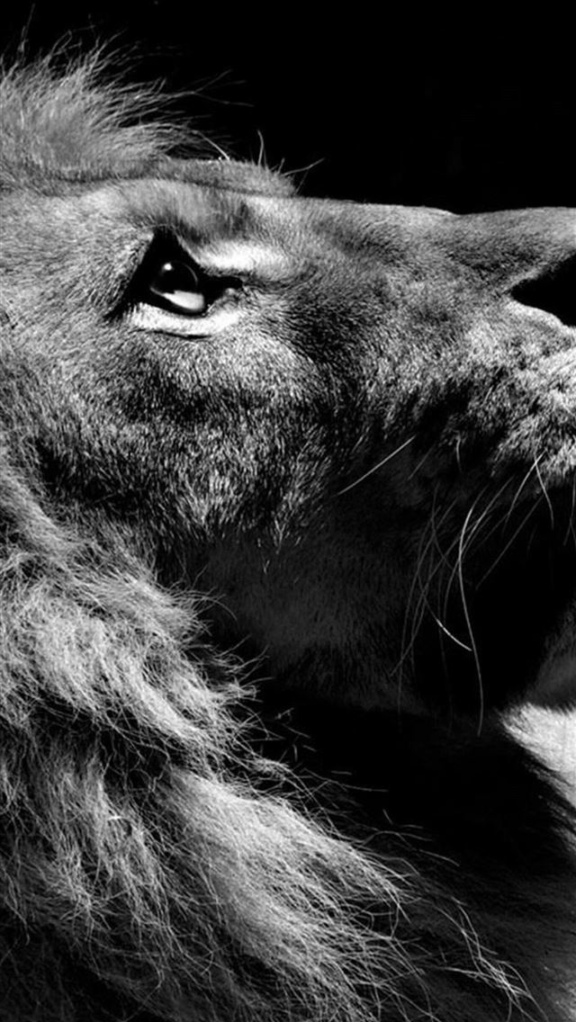 1284x2778 Black And White Lion For You - lion iPhone Wallpaper