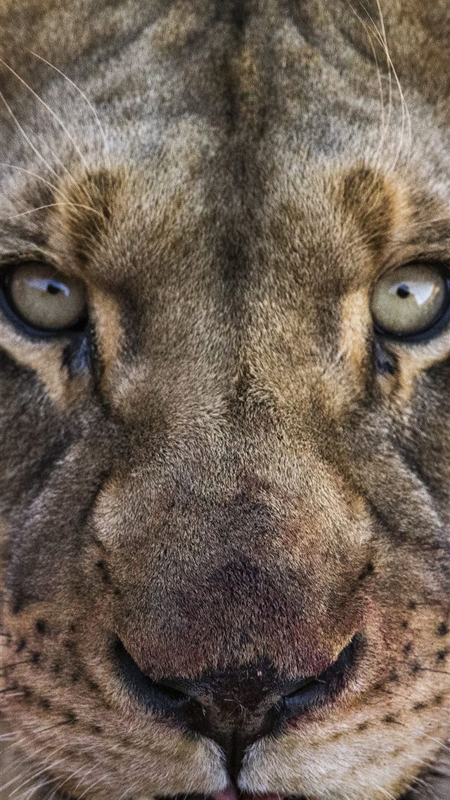 1284x2778 Angry Lion HD Tip - lion iPhone Wallpaper
