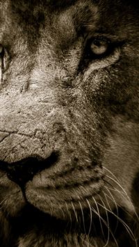 iPhoneXpapers - ma41-angry-lion-one-animal-nature