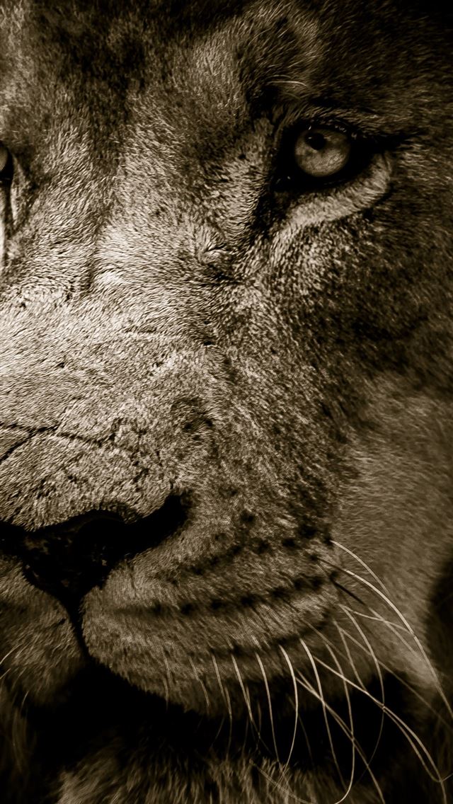 1284x2778 lion fur muzzle predator samsung galaxy s8 samsung... - lion iPhone Wallpaper