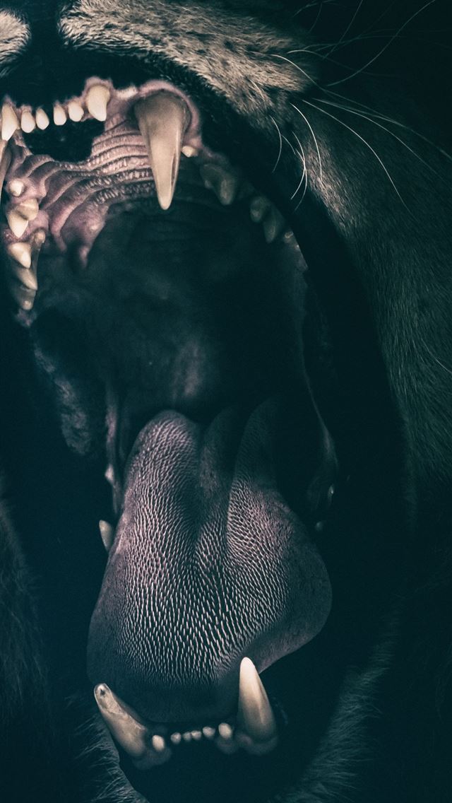1284x2778 Lion Hd teahub io - lion iPhone Wallpaper