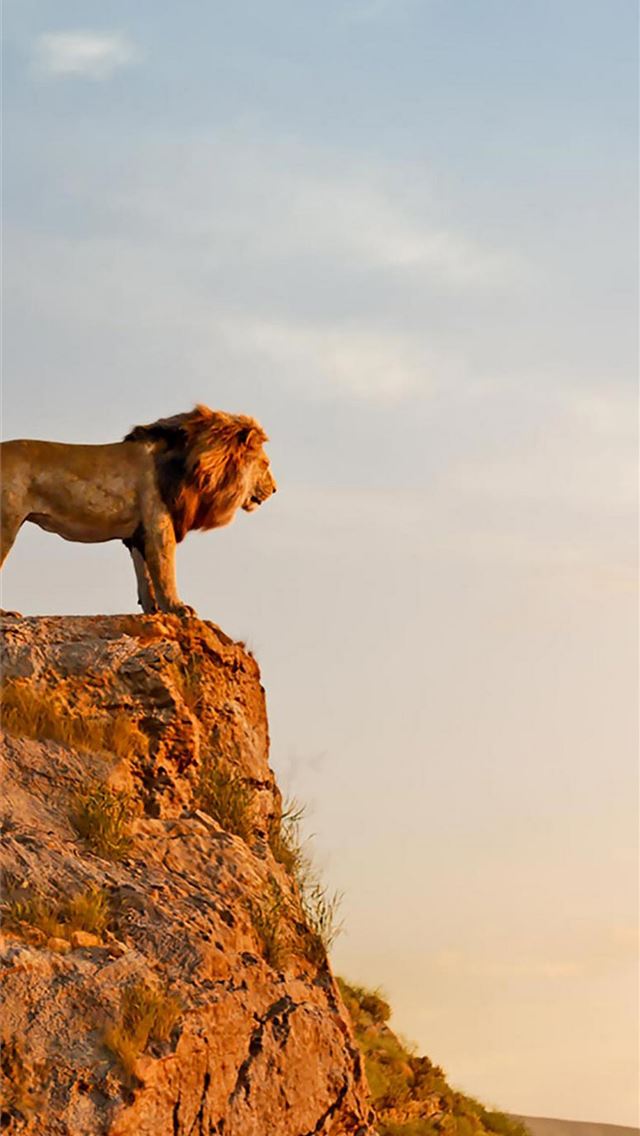 1284x2778 The Lion King 2019 Mufasa Simba 4K - lion iPhone Wallpaper