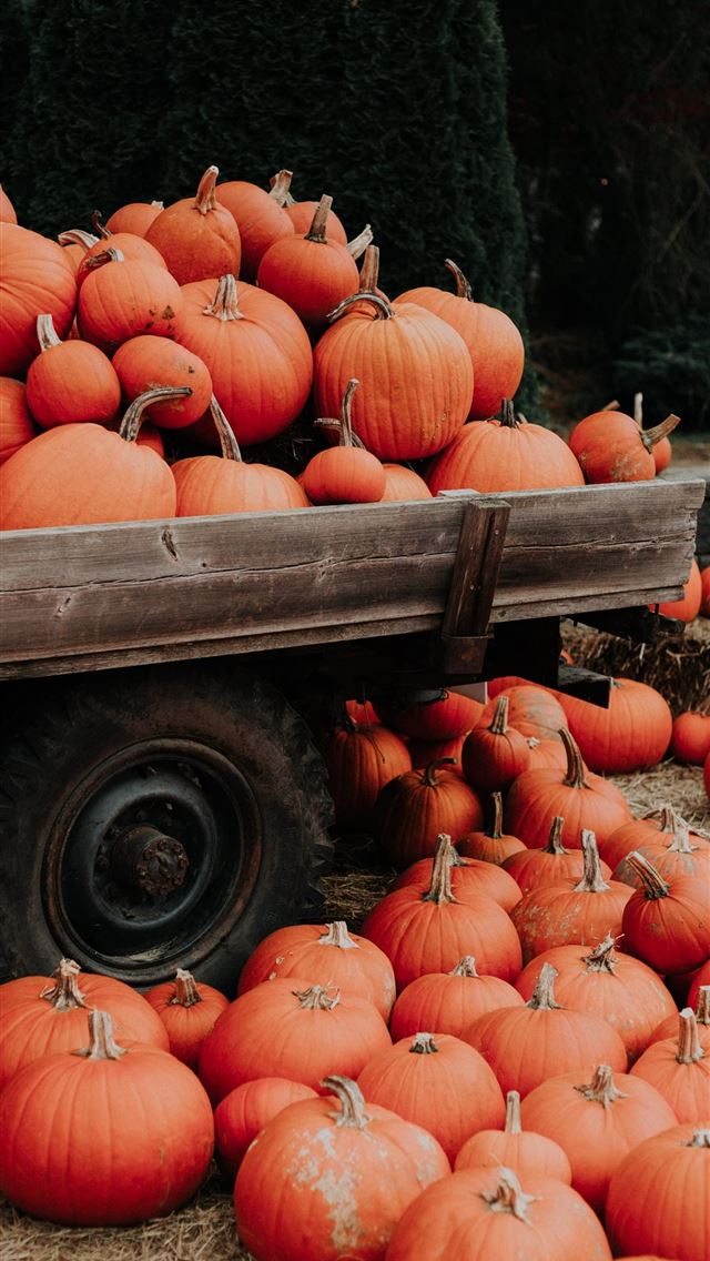 1284x2778 Best iOS 14 Fall For Your Home Screen Aesthetic - fall iPhone Wallpaper
