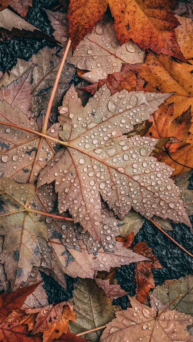 1284x2778 Fall Time I made today Enjoy Fall Time I made toda... - fall iPhone Wallpaper