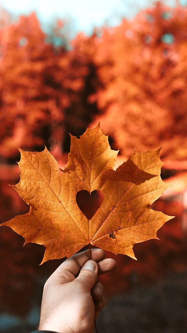 1284x2778 fall - fall iPhone Wallpaper