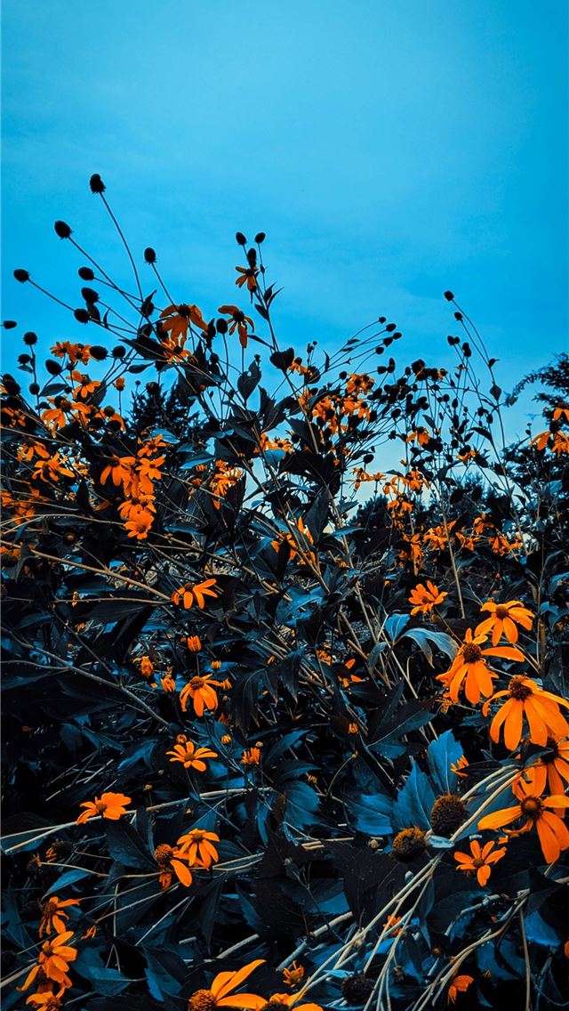 1284x2778 Fall Iphone - fall iPhone Wallpaper