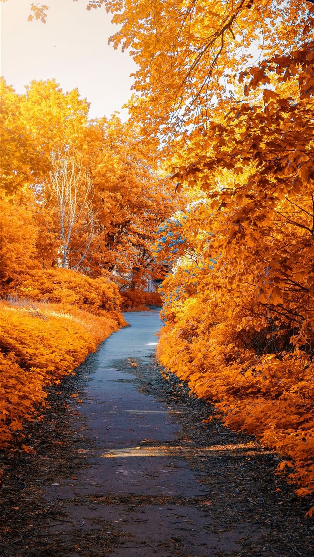 1284x2778 Walkway - fall iPhone Wallpaper