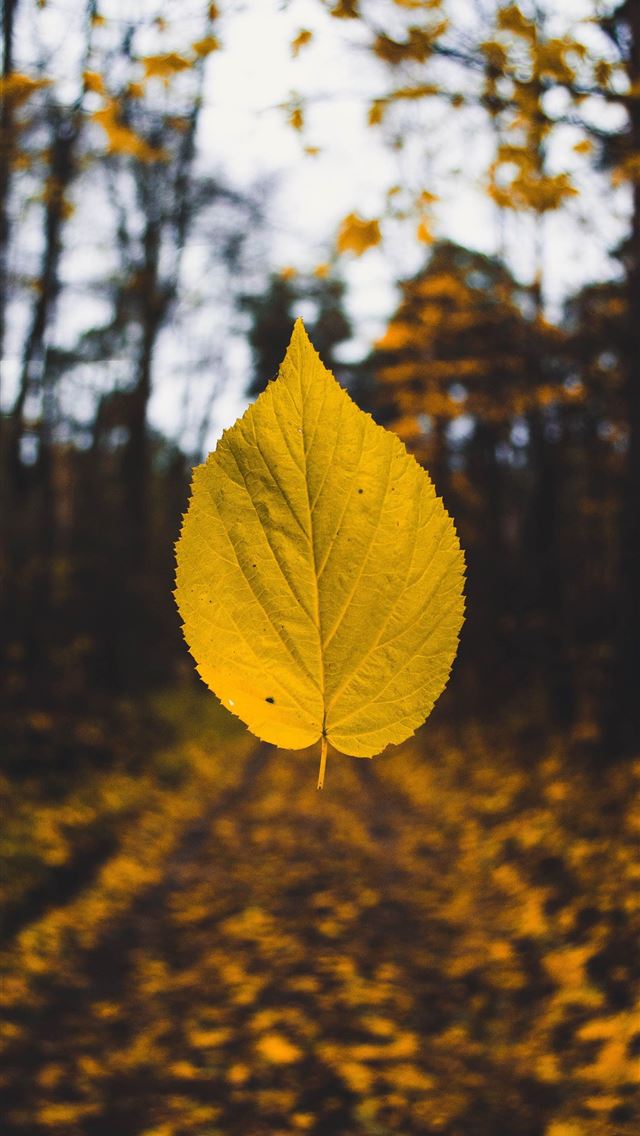 1284x2778 Fall Phone 093 - fall iPhone Wallpaper