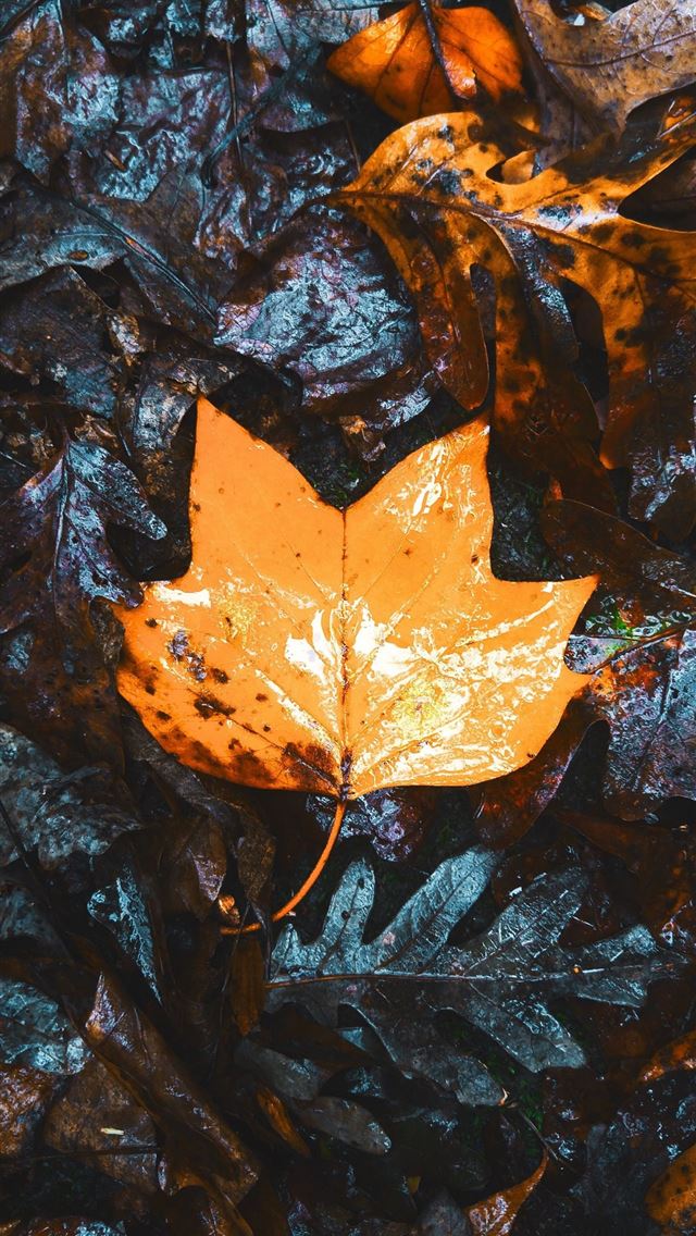 1284x2778 fall - fall iPhone Wallpaper