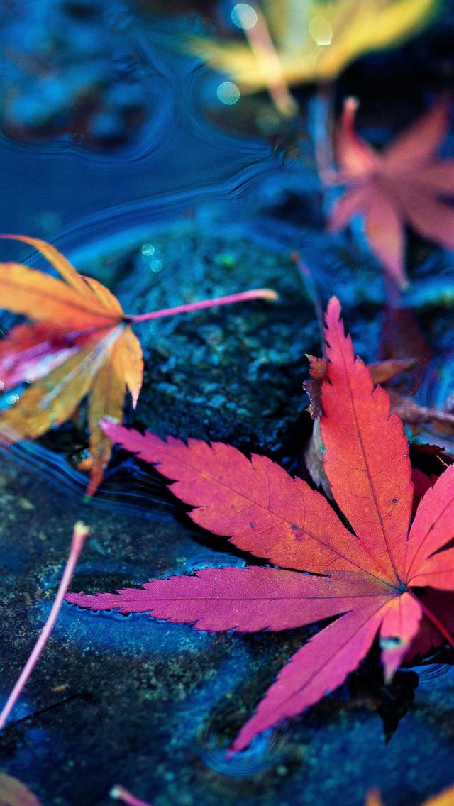 1284x2778 fall - fall iPhone Wallpaper