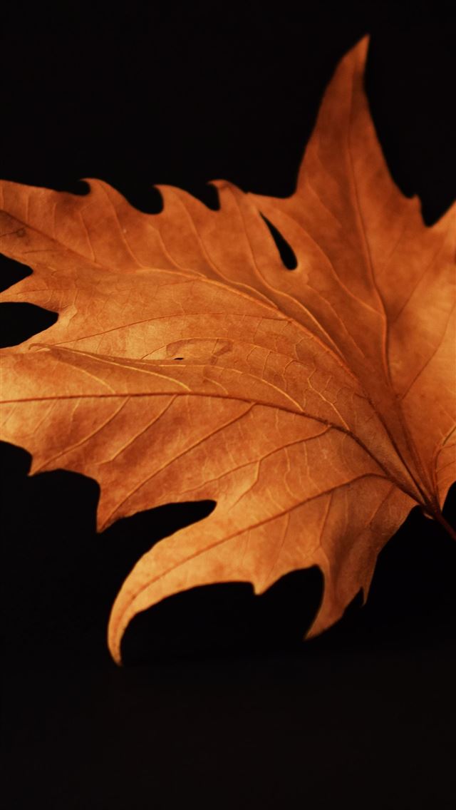 1284x2778 Nature Autumn Leaf Black Background  - fall iPhone Wallpaper