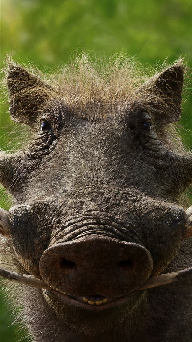 1284x2778 Seth Rogen As Pumbaa The Lion King 2019 4k Sony Xp... - lion king 2019 iPhone Wallpaper