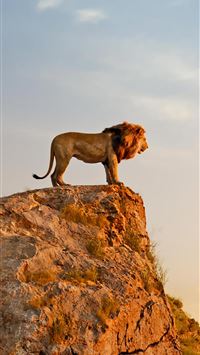 Best Lion king 2019 iPhone HD Wallpapers - iLikeWallpaper