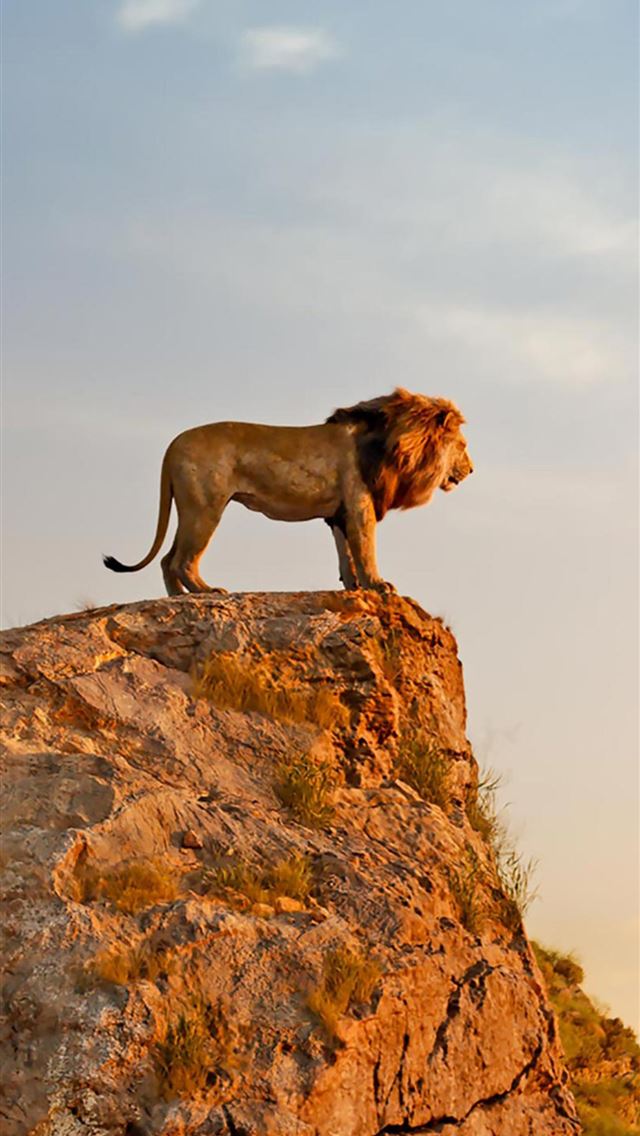 1284x2778 The Lion King 2019 Entertainment Weekly Sony Xperi... - lion king 2019 iPhone Wallpaper