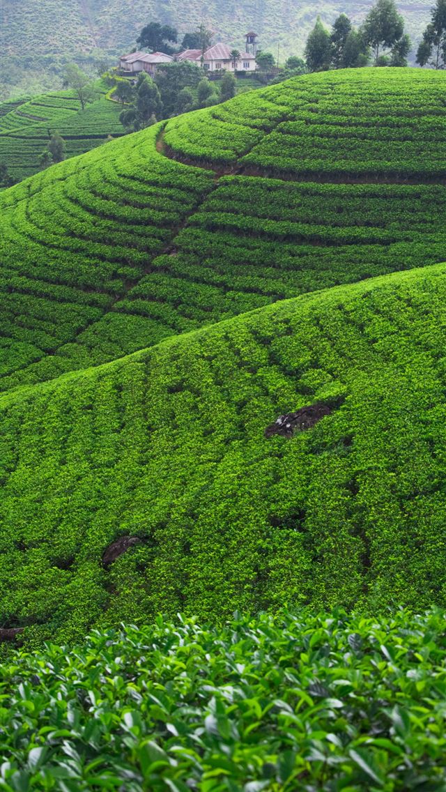 1284x2778 Photos Sri Lanka Nuwara Eliya Nature Hill Fields - sri lanka iPhone Wallpaper