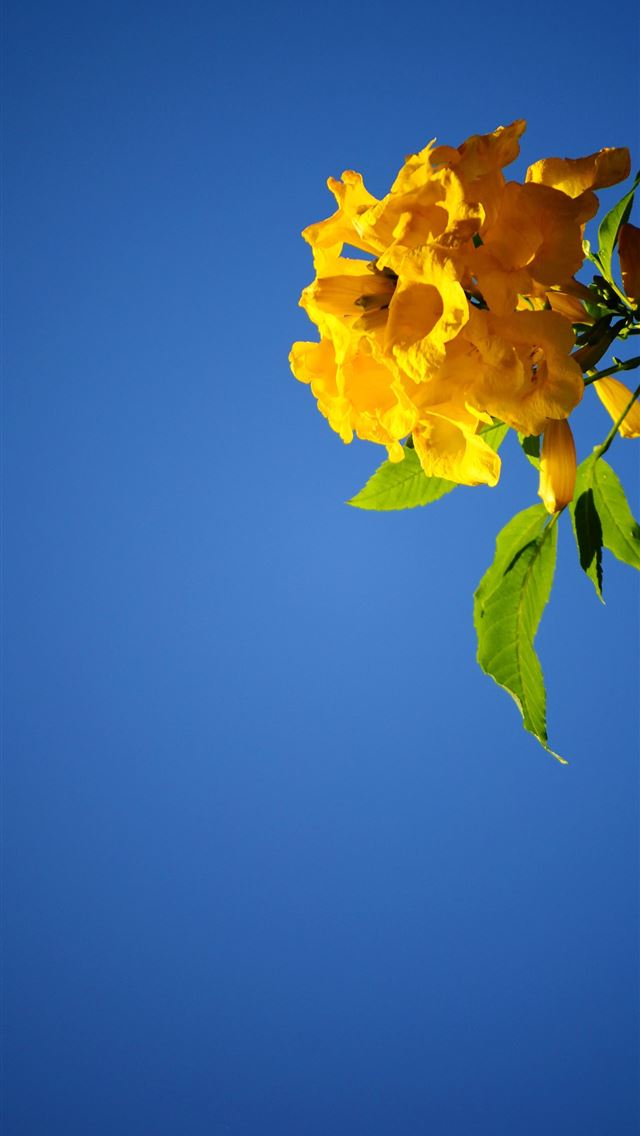 1284x2778 sri lanka - sri lanka iPhone Wallpaper