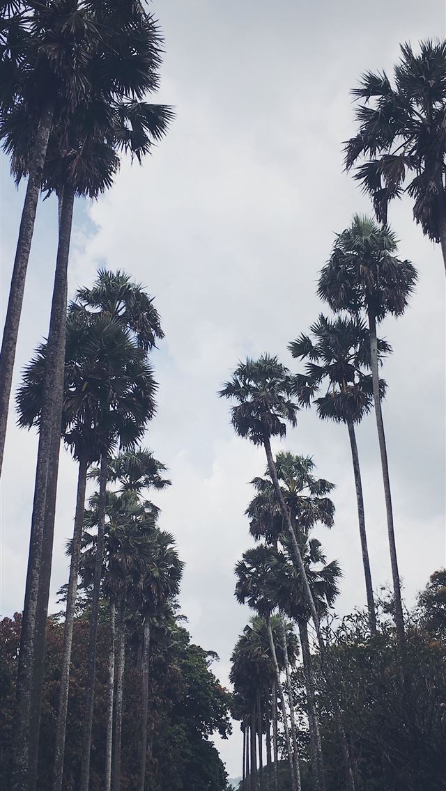 1284x2778 Beautiful Sri Lanka 🌴 - sri lanka iPhone Wallpaper