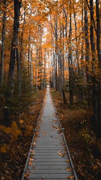 Stunning Fall Photos from Acadia National Park wallpaper
