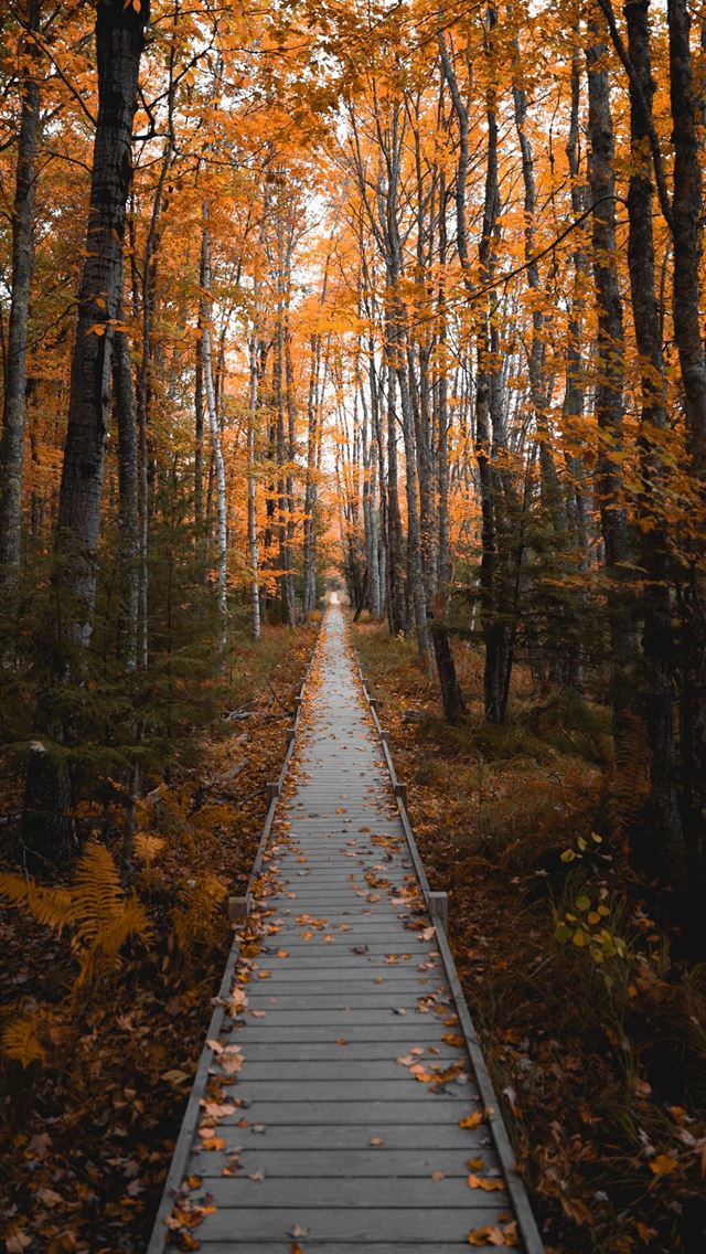 1284x2778 Stunning Fall Photos from Acadia National Park - acadia national park iPhone Wallpaper