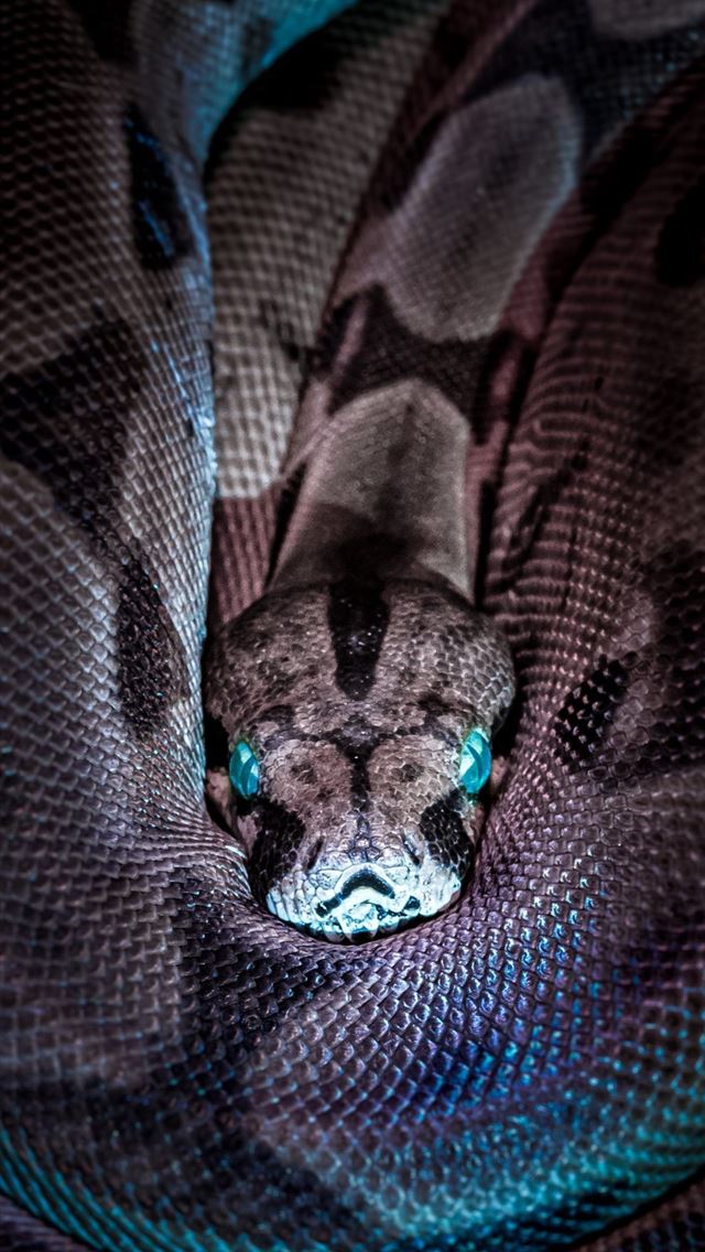 1125x2436 snake - snake iPhone Wallpaper