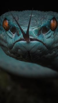 Best Snake iPhone HD Wallpapers - iLikeWallpaper