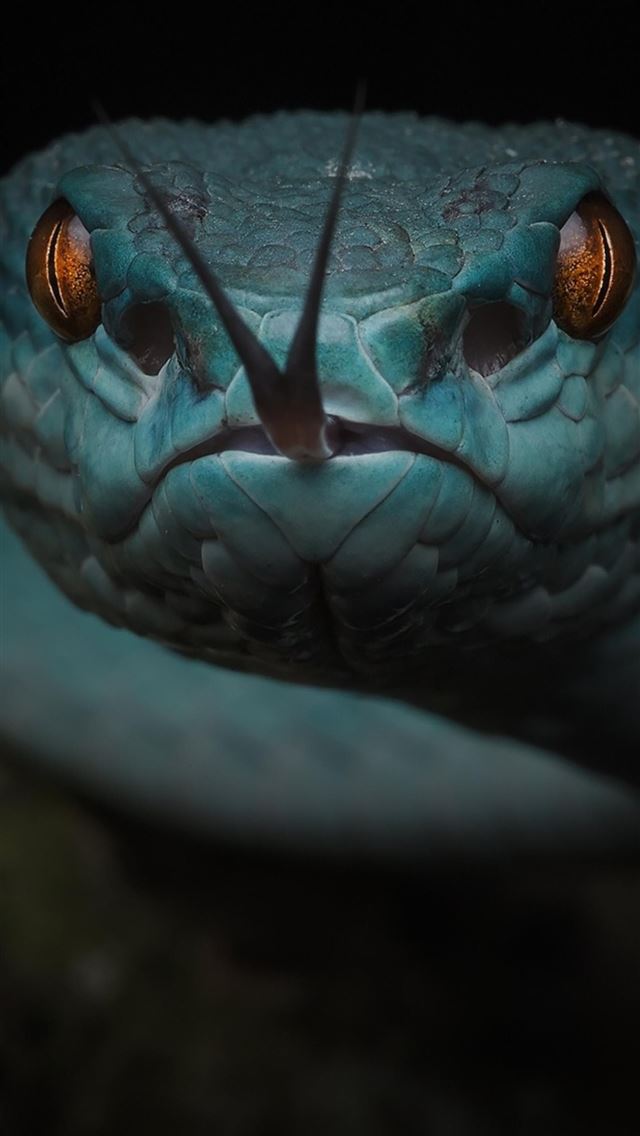 1284x2778 At first I confused the snake's nose and eyes - snake iPhone Wallpaper