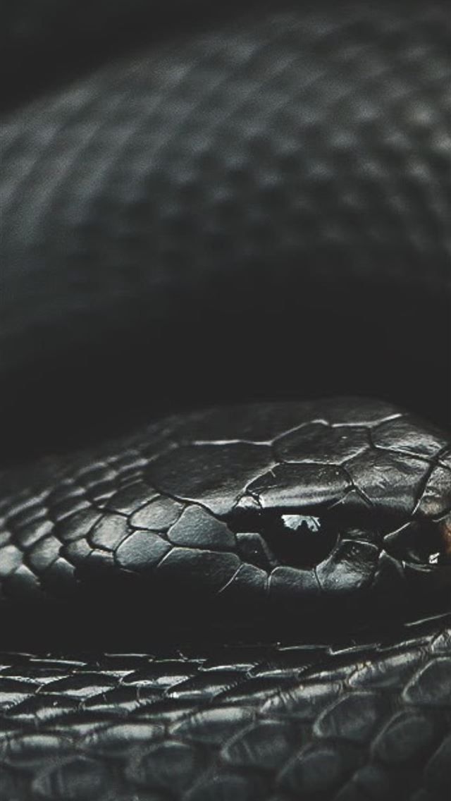 1284x2778 Black Snake Mobile Photo - snake iPhone Wallpaper