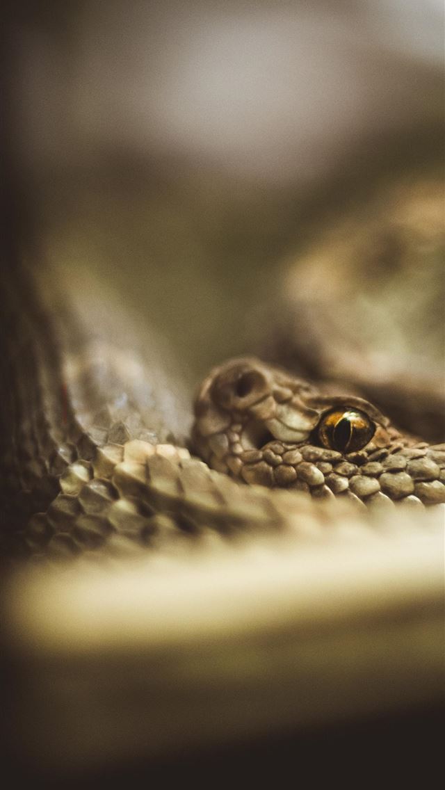 1284x2778 Snake HD - snake iPhone Wallpaper