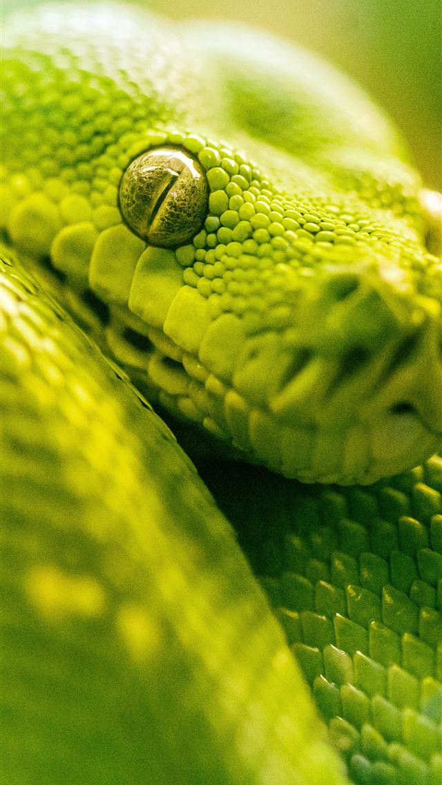 1284x2778 Green Snake Eye - snake iPhone Wallpaper