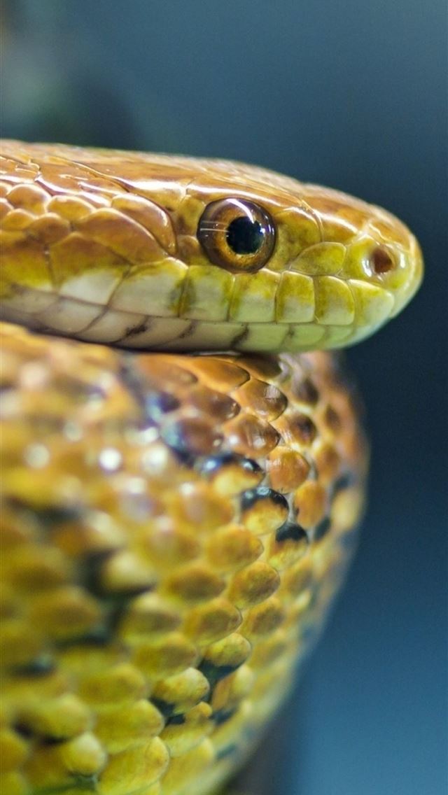 1284x2778 snake reptile snake scaled reptile plains gartersn... - snake iPhone Wallpaper