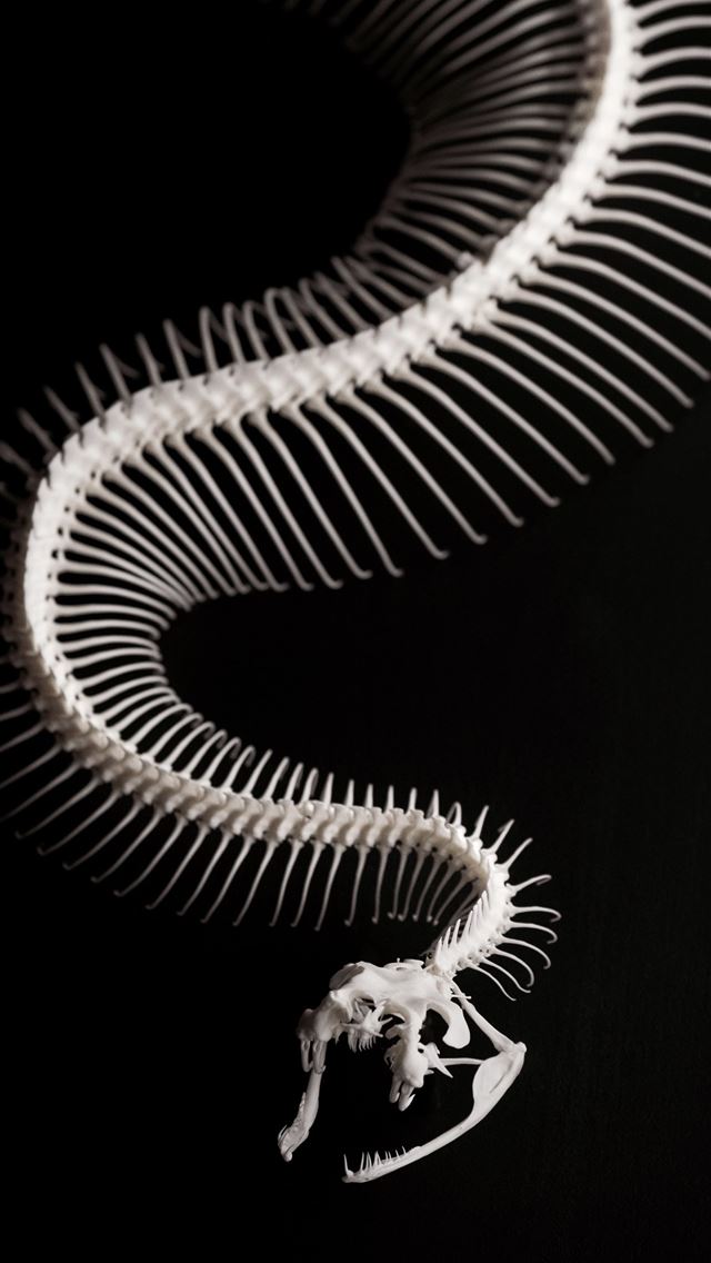 1284x2778 ID 250833 skeleton snake skeleton snake bone and c... - snake iPhone Wallpaper