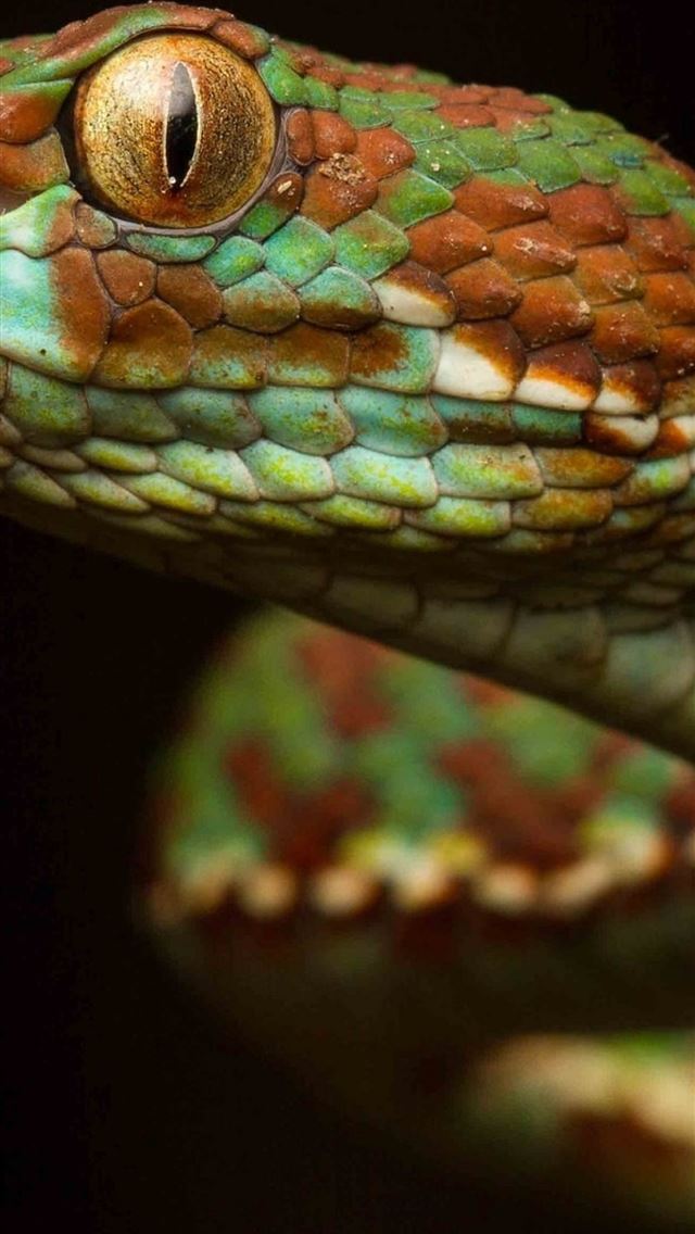 1284x2778 Green Snake Macro Viper Reptile teahub io - snake iPhone Wallpaper
