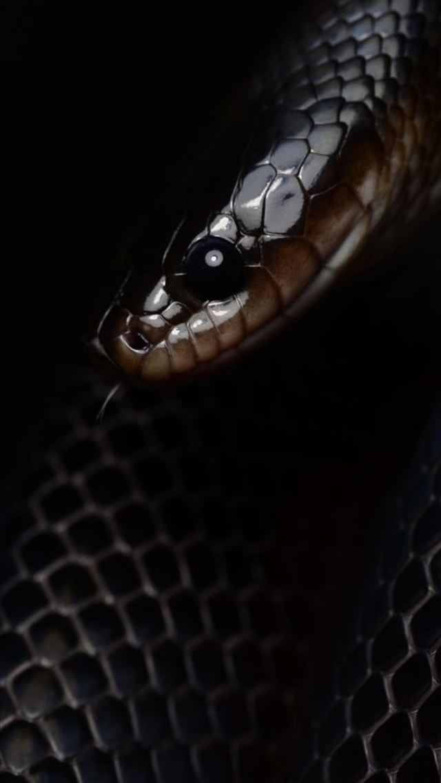 1284x2778 Black Snake posted by Sarah Walker - snake iPhone Wallpaper