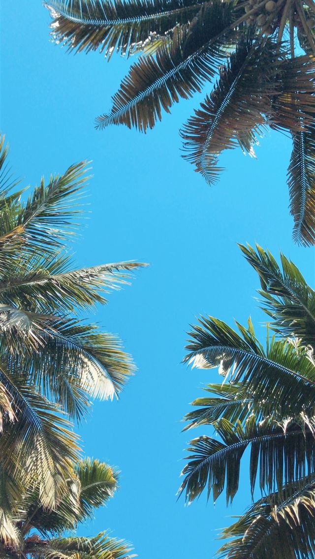 1284x2778 kerala blasters - kerala blasters iPhone Wallpaper