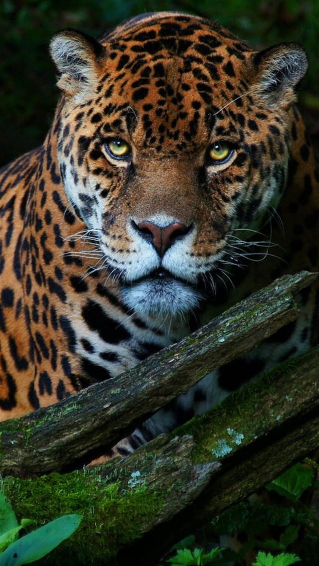1284x2778 Big Cat Jaguar Samsung Galaxy Note 9 8 S9 S8 S8 QH... - jaguar iPhone Wallpaper
