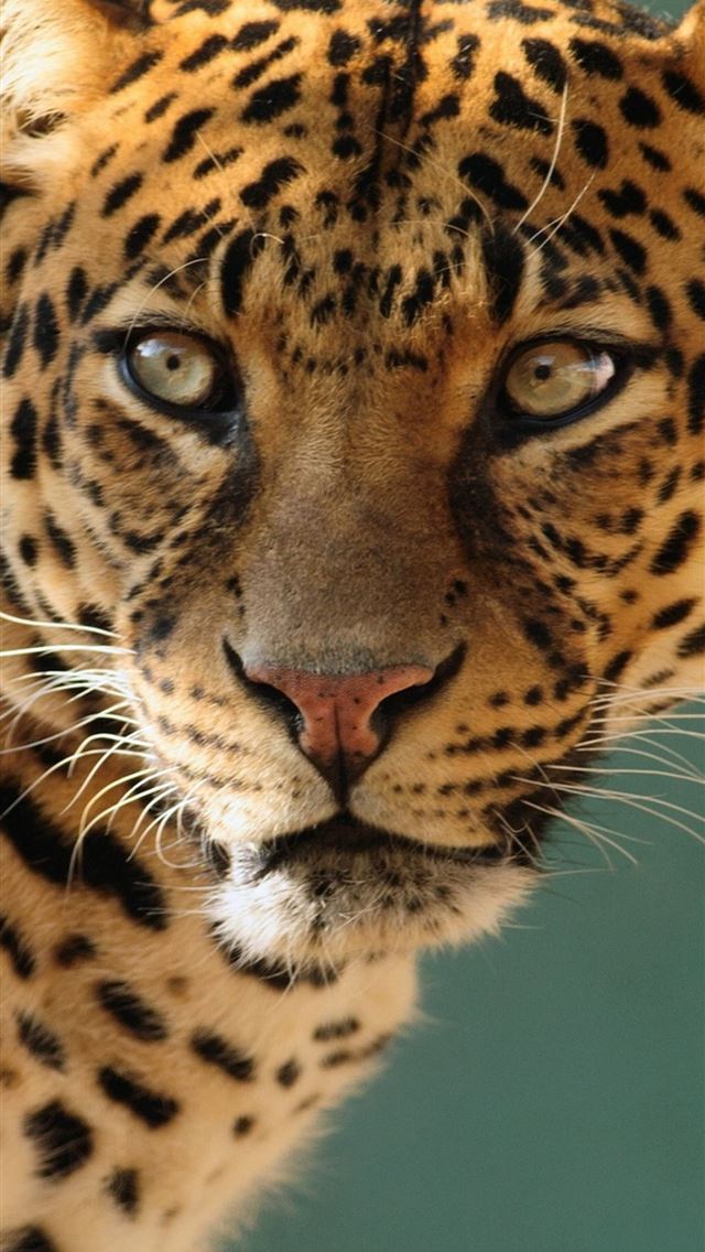 1284x2778 Jaguar Mobile HD - jaguar iPhone Wallpaper