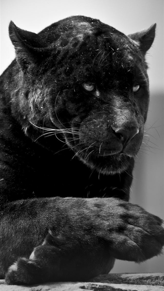 1284x2778 Black Jaguar Group - jaguar iPhone Wallpaper
