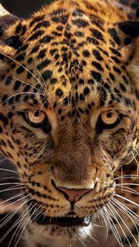 Best Jacksonville jaguars iPhone HD Wallpapers - iLikeWallpaper