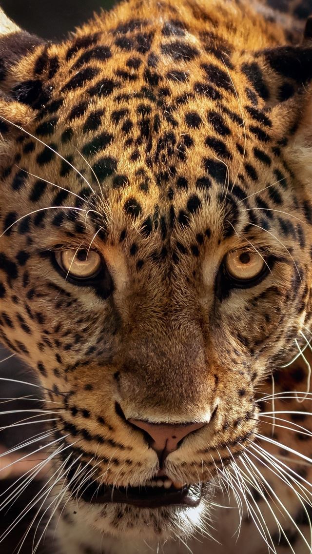 1284x2778 wild predator curious muzzle jaguar animal lg v30 ... - jaguar iPhone Wallpaper