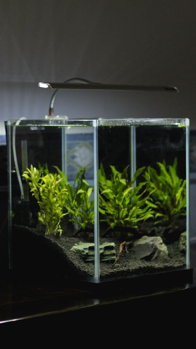 1284x2778 Planted Aquarium Hd HD Tip - aquarium iPhone Wallpaper