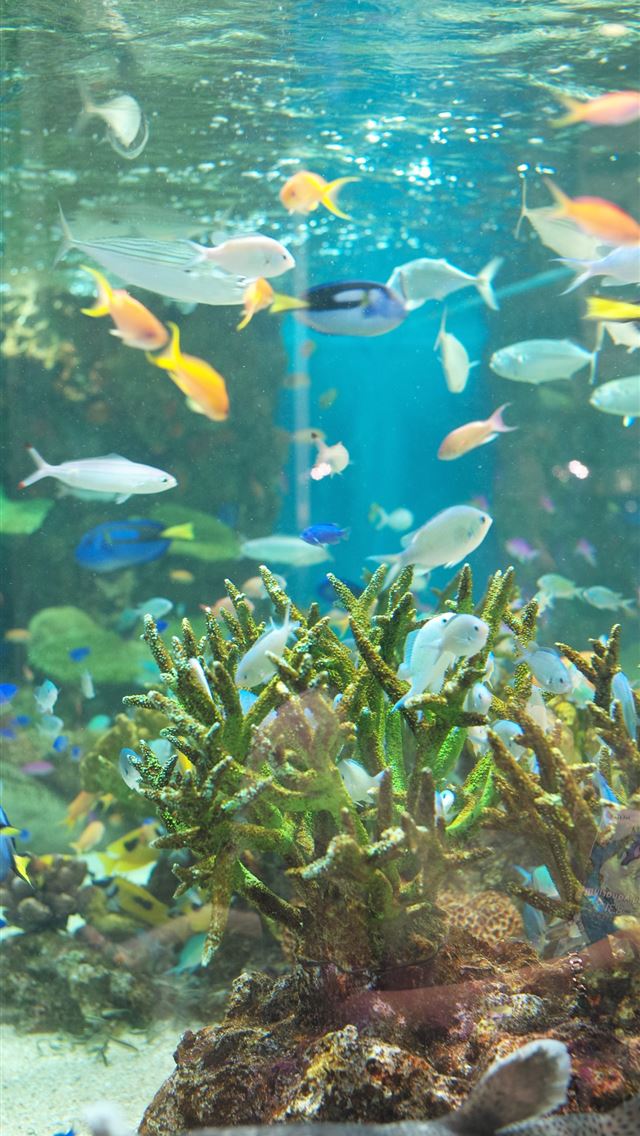 1284x2778  fish coral reef Leica Tokyo M ginza summicron sum... - aquarium iPhone Wallpaper