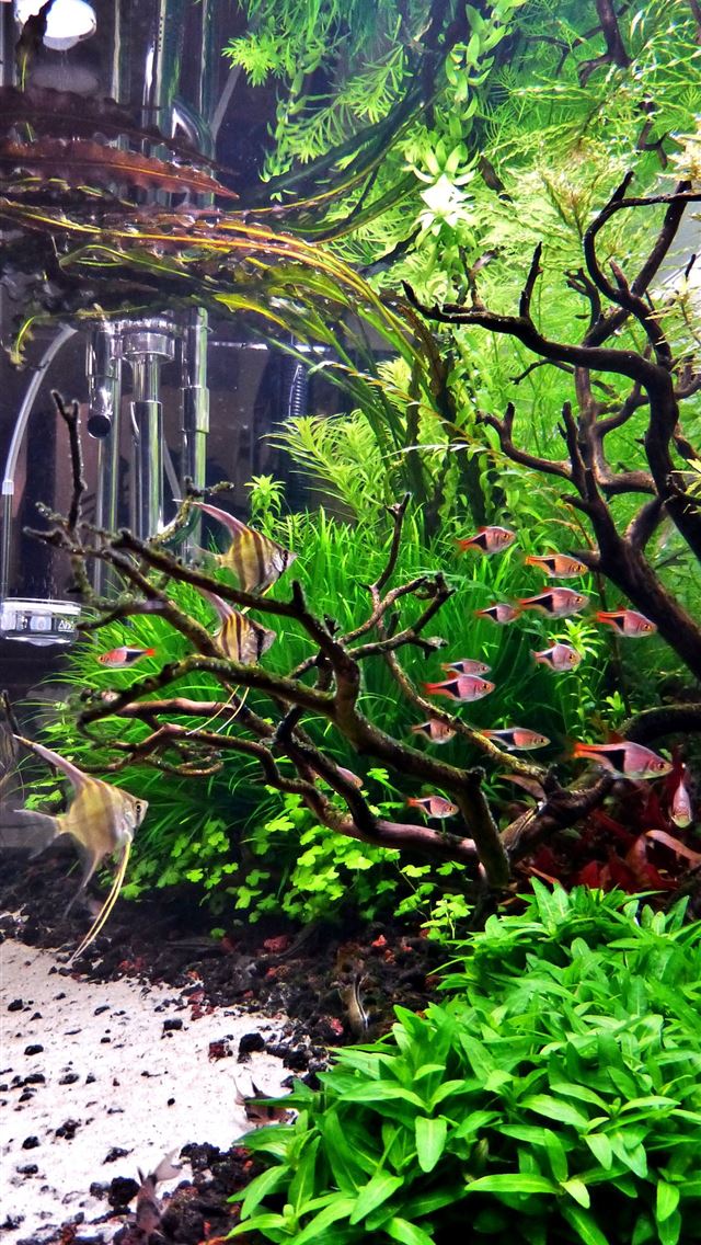 640x1136 aquarium -  iPhone Wallpaper