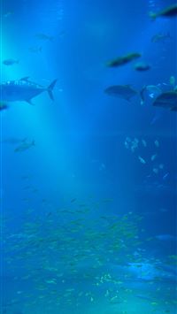 Best 38 Aquarium Backgrounds on Hip wallpaper
